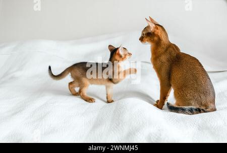 Mamma gatto adulto, piccolo gattino appena nato. Gattino di colore selvaggio di razza di gatto abissino su morbida coperta bianca che gioca a letto. Divertente pelliccia soffice famiglia A. Foto Stock
