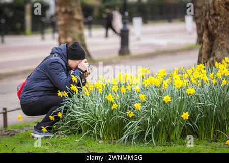 Londra, Regno Unito. 3 marzo 2024. Un uomo scatta foto dei narcisi. La gente gode oggi del bel sole a Westminster, mentre i primi segni della primavera iniziano a manifestarsi con narcisi e la fioritura dei primi ciliegi a St James' Park. Crediti: Imageplotter/Alamy Live News Foto Stock