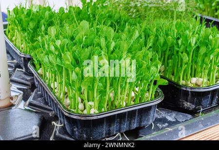 Germogli di pisello, microverdi in vassoi di plastica. Alimentazione sana, vitamine. Foto Stock