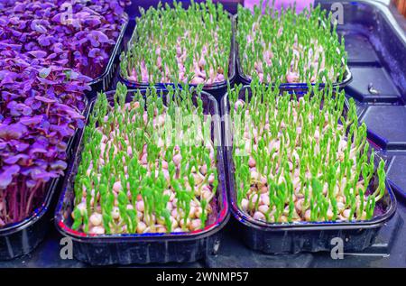 Germogli di pisello Microgreens in vassoi di plastica. Microgreen in crescita, vitamine, mangiare sano Foto Stock