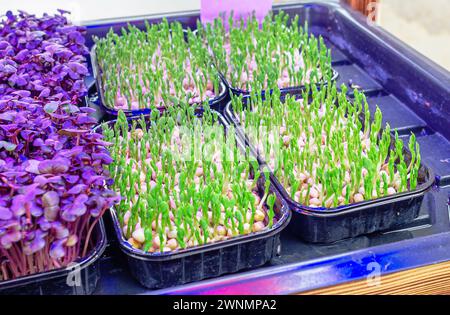 Germogli di pisello Microgreens in vassoi di plastica. Microgreen in crescita, vitamine, mangiare sano Foto Stock