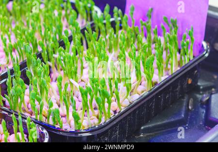 Germogli di pisello Microgreens in vassoi di plastica. Microgreen in crescita, vitamine, mangiare sano Foto Stock