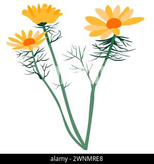 Fiore di calendula, fiore di primavera di erbe mediche Illustrazione Vettoriale