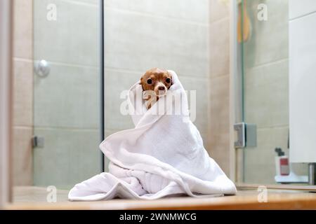 Il piccolo giocattolo Terrier, avvolto in un asciugamano bianco, si trova nel bagno dopo la doccia. Foto Stock