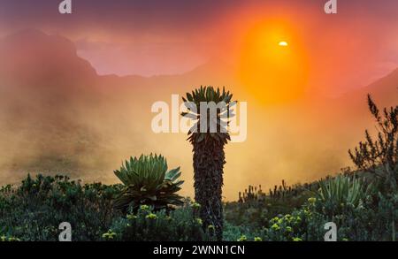 foresta di Frailejones o Espeletia, una bella pianta in montagne colombiane, Sud America Foto Stock