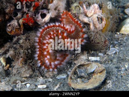 Un verme barbuto (Hermodice carunculata) in Florida, Stati Uniti Foto Stock