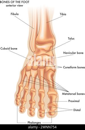 Illustrazione medica delle parti principali delle ossa del piede in vista anteriore, con annotazioni. Illustrazione Vettoriale
