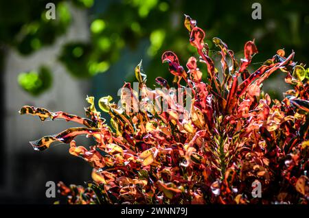 Primo piano di macchie verdi, scarlatte, arancioni e gialle della pianta di Croton con ragnatele ovunque, sfondo sfocato con spazio per il testo. Foto Stock