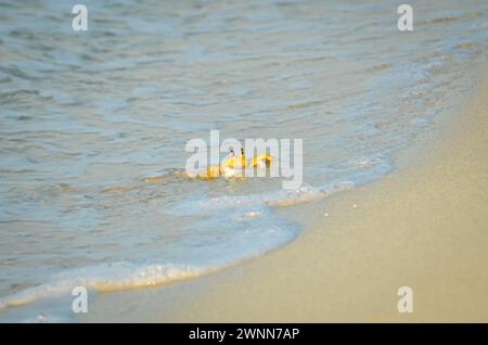 Un granchio violinista che usa le onde per spingersi lungo la costa sabbiosa. Foto Stock