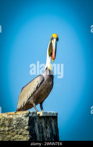 Allevamento di pellicano marrone, testa gialla brillante, becco lungo, gancio giallo. In piedi sulla parte superiore del frangiflutti. Sfondo blu sfocato. Foto Stock