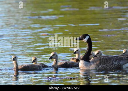 Un'oca canadese con i suoi 7 bambini giovani. Foto Stock