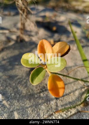 Piante costiere arancioni e verdi sulle spiagge sabbiose Foto Stock