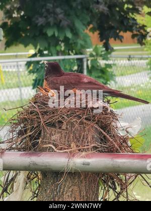 Uccello Robin americano - donna seduta in cima ai suoi bambini di 9 giorni nel nido costruito su un ceppo d'albero tagliato. Foto Stock