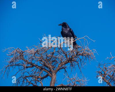 Raven su Dead Tree, Hermit's Rest, Grand Canyon South Rim, Arizona. Foto Stock