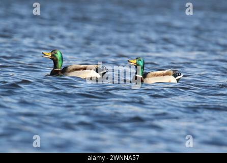 Due anatre domestiche Anas platyrhynchos che nuotano e si quacchettano sull'acqua blu in inverno Foto Stock