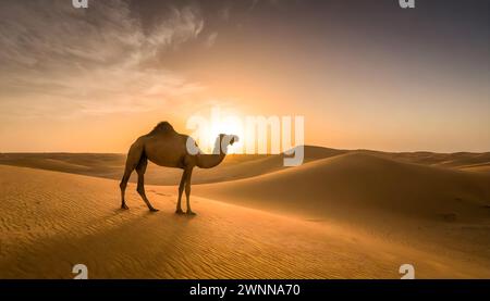 Un cammello solitario sorge sotto il deserto del tramonto nel deserto di Dammam, in Arabia Saudita. Foto Stock