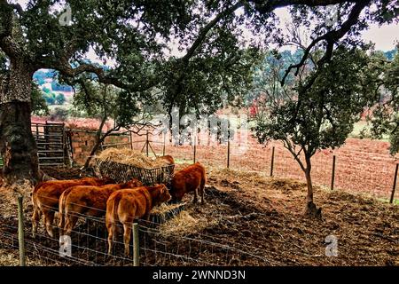 Vitelli bruni che si nutrono di fieno in un'area recintata, circondati da alberi verdi con un campo aperto sullo sfondo. Foto Stock