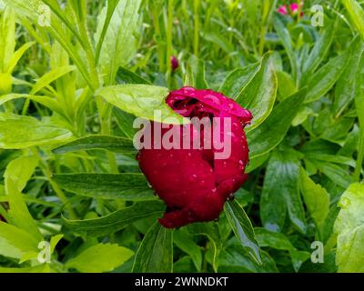 Un bocciolo di fiori rosso rugido si distingue tra una lussureggiante vegetazione. Foto Stock