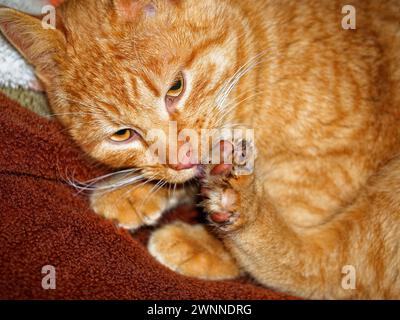 Un gatto arancione con una museruola bianca sta pulendo la zampa su una coperta marrone. Primo piano di un gatto arancione che pulisce la zampa, adagiato su una surf marrone testurizzata Foto Stock