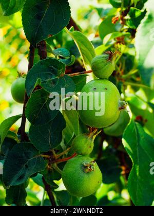 Mele verdi appese su un albero, circondate da foglie vivaci. Foto Stock