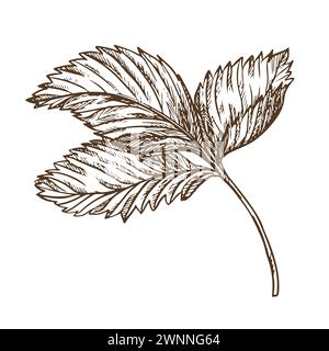 Foglie di fragole con tecnica di incisione. Disegno a inchiostro botanico disegnato a mano di una pianta. Erbe medicinali vettoriali, ingrediente del tè vitaminico. R Illustrazione Vettoriale