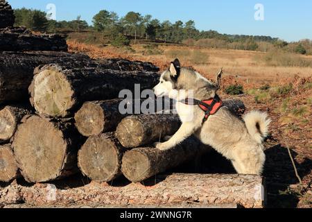 Siberian Husky. Dog off lead Walk nella Wareham Forest. Cane curioso che sale su tronchi impilati per la silvicoltura. Foto Stock