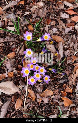 Color lavanda Crocus precoce Foto Stock