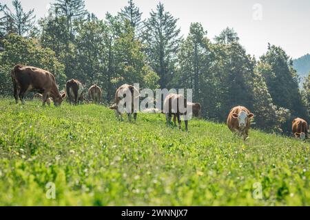 Mucche diverse su un pascolo. Una mandria di mucche brune su una collina in pendenza ricoperta di erba verde. Foresta sullo sfondo. Foto Stock