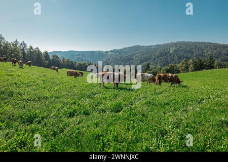 Mucche diverse su un pascolo. Una mandria di mucche brune su una collina in pendenza ricoperta di erba verde. Foresta sullo sfondo. Foto Stock