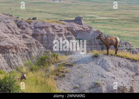 Pecora di Bighorn etichettata su una formazione rocciosa che si affaccia su strati colorati di roccia sedimentaria nel Badlands National Park nel South Dakota, Stati Uniti Foto Stock