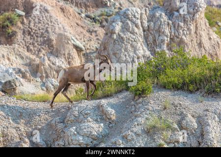 Pecora di Bighorn contrassegnata camminando su una formazione rocciosa che si affaccia su strati colorati di roccia sedimentaria nel Badlands National Park nel South Dakota, Stati Uniti Foto Stock