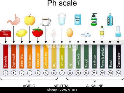 Scala pH. Indicatore universale pH. Monitorare il pH per i livelli di alcaline e acidi. Tabella dei colori della carta al tornasole. illustrazione vettoriale Illustrazione Vettoriale