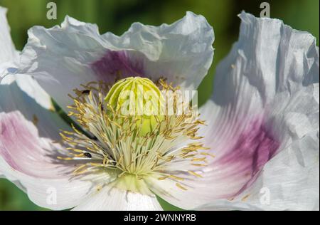 Particolare di papavero di oppio fiore, in latino papaver somniferum, bianco colorato papavero fiorito è coltivato in Repubblica ceca per l'industria alimentare Foto Stock