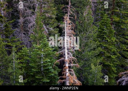 Alberi morti e morenti sono sempre più visibili in tutti i Mammoth Lakes e nella Inyo National Forest. Foto Stock