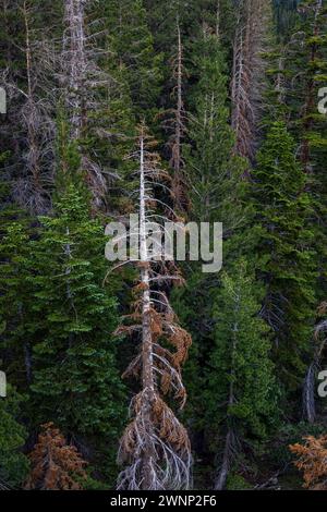 Alberi morti e morenti sono sempre più visibili in tutti i Mammoth Lakes e nella Inyo National Forest. Foto Stock