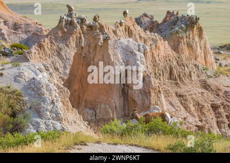 Pecora di Bighorn etichettata su una formazione rocciosa che si affaccia su strati colorati di roccia sedimentaria nel Badlands National Park nel South Dakota, Stati Uniti Foto Stock