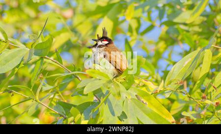 Coppia di bulbul con whisky rosso arroccato in un albero frondoso a Doi Chiang Dao, Chiang mai, Thailandia Foto Stock