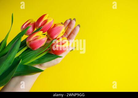 La donna tiene in mano un bouquet di tulipani. Delicati fiori primaverili su sfondo giallo. Regalo natalizio. Foto Stock