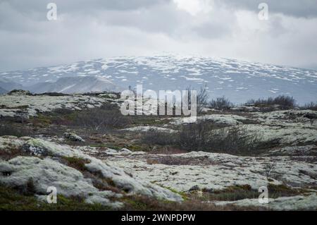 Lastre Tectoniche visibili nel Parco Nazionale di Thingvellir, sito Patrimonio dell'Umanità dell'UNESCO, Islanda nel giugno 2023 Foto Stock