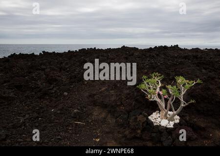 Luoghi e scene dalle Hawaii, anche nota come Big Island. Foto Stock