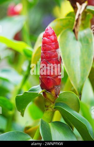 Costus woodsonii (zenzero rosso, Costa Rica, zenzero nano a cono, zenzero indiano, candelabro Panama, canna rossa, bandiera a spirale scarlatta) Foto Stock