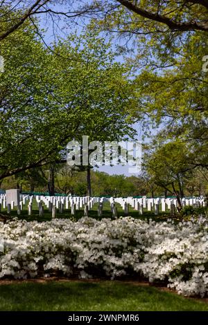 Il cimitero nazionale di Arlington, in particolare intorno alla Tomba del Milite Ignoto, si trovano colline verdi ondulate ricoperte da oltre 9600 specie di alberi. Foto Stock