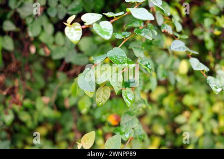 Daun Dolar Rambat, Dollar Creepers Ficus pumila, una specie di vite originaria del genere Ficus. Foto Stock