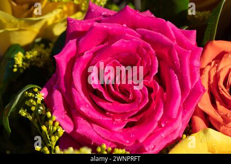Rose rosa e corallo con acqua sui petali Foto Stock
