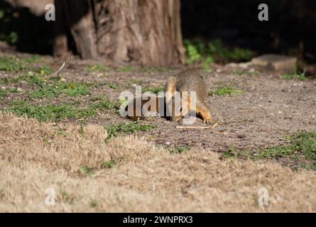 Scoiattolo di volpe seduto a mangiare noci al sole Foto Stock