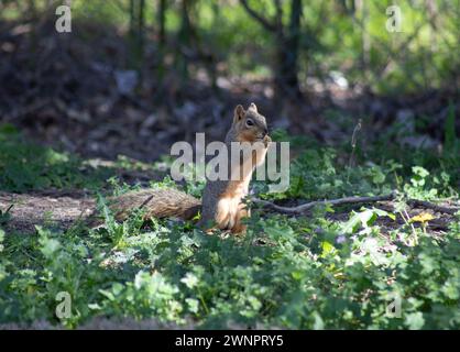 Scoiattolo di volpe seduto a mangiare noci al sole Foto Stock