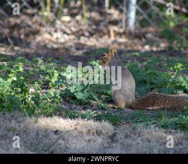 Scoiattolo di volpe seduto a mangiare noci al sole Foto Stock