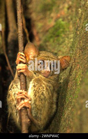 Ritratto di un tarsier spettrale (Tarsius spectrumgurskyae) nella riserva naturale di Tangkoko, Sulawesi settentrionale, Indonesia. Oltre a questo, il lungo braccio settentrionale dell'isola Sulawesi presenta con altre due specie di tarsieri: Tarsius supriatnai (a Gorontalo) e Tarsius wallacei (a Tinombo), secondo un team di primatologi guidati da Zuliyanto Zakaria nel loro articolo pubblicato su un numero di giugno 2023 di International Journal of Primatology. la conservazione dei primati è una sfida comportamentale e come tale richiede soluzioni comportamentali informate, secondo un altro team di scienziati guidato da Harry Hilser. Foto Stock