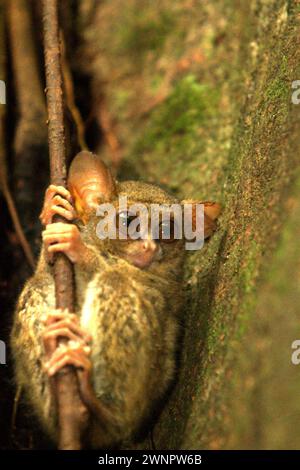 Ritratto di un tarsier spettrale (Tarsius spectrumgurskyae) nella riserva naturale di Tangkoko, Sulawesi settentrionale, Indonesia. Oltre a questo, il lungo braccio settentrionale dell'isola Sulawesi presenta con altre due specie di tarsieri: Tarsius supriatnai (a Gorontalo) e Tarsius wallacei (a Tinombo), secondo un team di primatologi guidati da Zuliyanto Zakaria nel loro articolo pubblicato su un numero di giugno 2023 di International Journal of Primatology. la conservazione dei primati è una sfida comportamentale e come tale richiede soluzioni comportamentali informate, secondo un altro team di scienziati guidato da Harry Hilser. Foto Stock