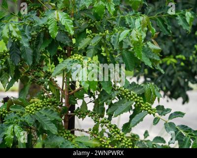 Albero di caffè arabica con bacche verdi o ciliegie che crescono in grappoli lungo i rami Foto Stock